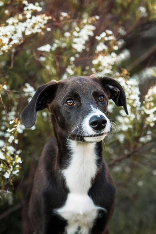 Mischlingswelpe sitzt vor weißen Blumen, Magdeburg